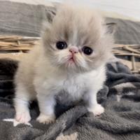 Gatto persiano cucciolo