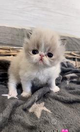 Gatto persiano cucciolo