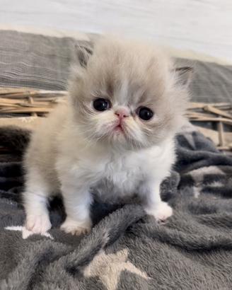 Gatto persiano cucciolo