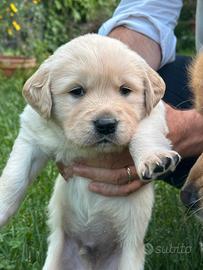 Golden retriever pedigree