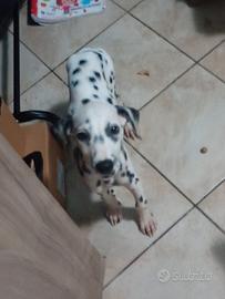 Dalmata