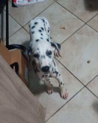 Dalmata