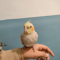 Pappagallo calopsitta