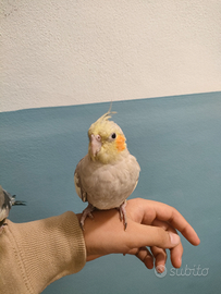 Pappagallo calopsitta