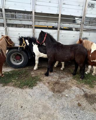 Animali pony