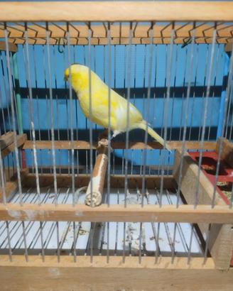Canarini gialli maschi
