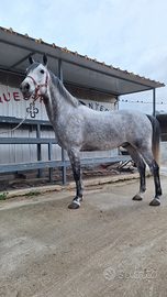 Cavallo Castrone Per Passeggiate
