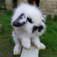 Coniglietti nani ariete