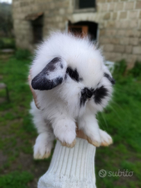 Coniglietti nani ariete