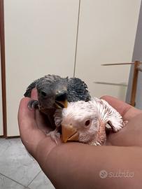 Pullu di inseparabile