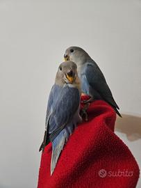 Inseparabili allevati a mano e pulli