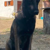 Stallone pastore belga malinois charbonee