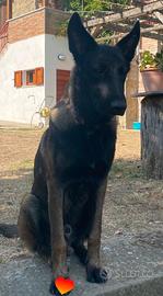 Stallone pastore belga malinois charbonee