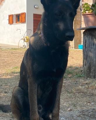 Stallone pastore belga malinois charbonee