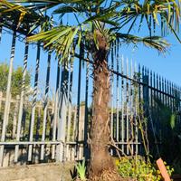 Palma da giardino H 300