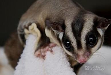 Petauro dello zucchero