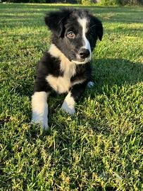 Cuccioli border collie/pastore australiano