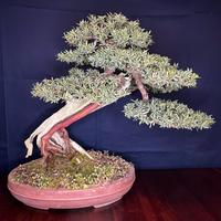 Bonsai Taxus baccata