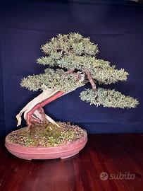 Bonsai Taxus baccata