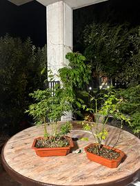 Bonsai  boschetto di aceri