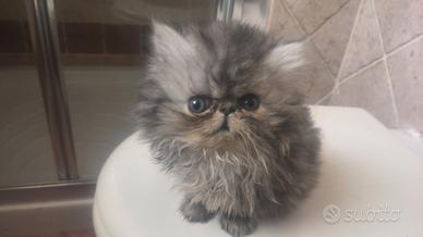 Cucciolo gatto persiano