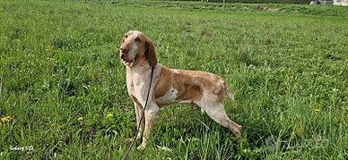 Bracco italiano