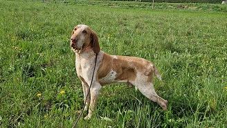 Bracco italiano