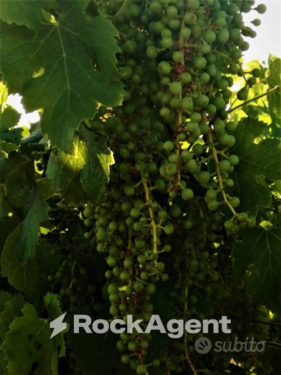 Subito - RockAgent - VIGNETO PRODUTTIVO - 9.200 MQ - Terreni e rustici ...