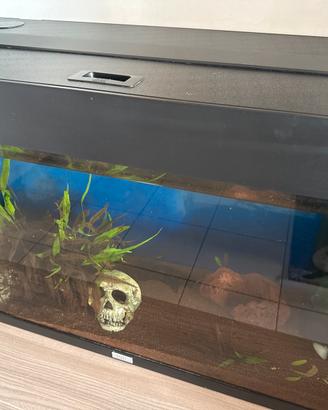 Juwel rio 125 con neon no led