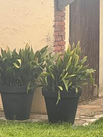 aspidistra 2 piante