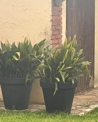 aspidistra 2 piante