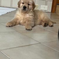 Golden retriever
