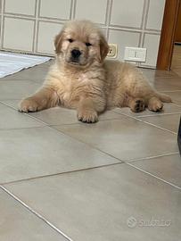 Golden retriever