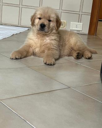Golden retriever