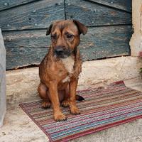 Donazione di cagnolina per affido