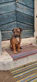 Donazione di cagnolina per affido