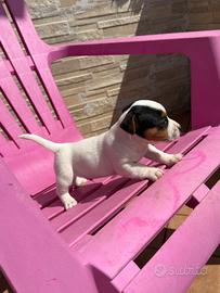 Cucciolo Jack Russel