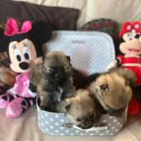 Spitz di Pomerania toy