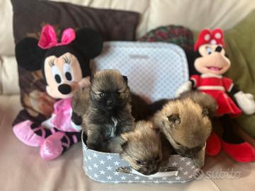 Spitz di Pomerania toy