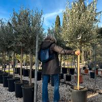 Pianta olivo leccino eta 8 anni altezza 190/210 cm
