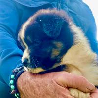 Pastore Australiano Australian Shepherd MASCHIO