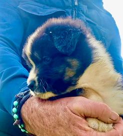 Pastore Australiano Australian Shepherd MASCHIO