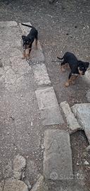 Cuccioli rottweiler incrocio pastore siciliano