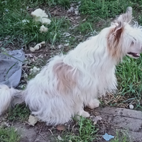 Chinese Crested dog PP