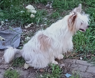 Chinese Crested dog PP