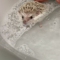 Riccio Africano Sale e Pepe di 1 anno