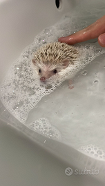 Riccio Africano Sale e Pepe di 1 anno