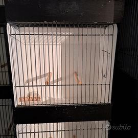 C.E.R.C.O. gabbie esposizione uccelli legno