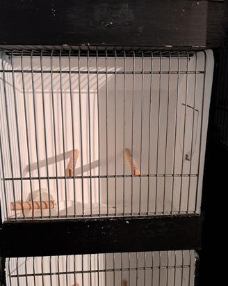 C.E.R.C.O. gabbie esposizione uccelli legno