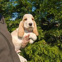 Cuccioli bassethound